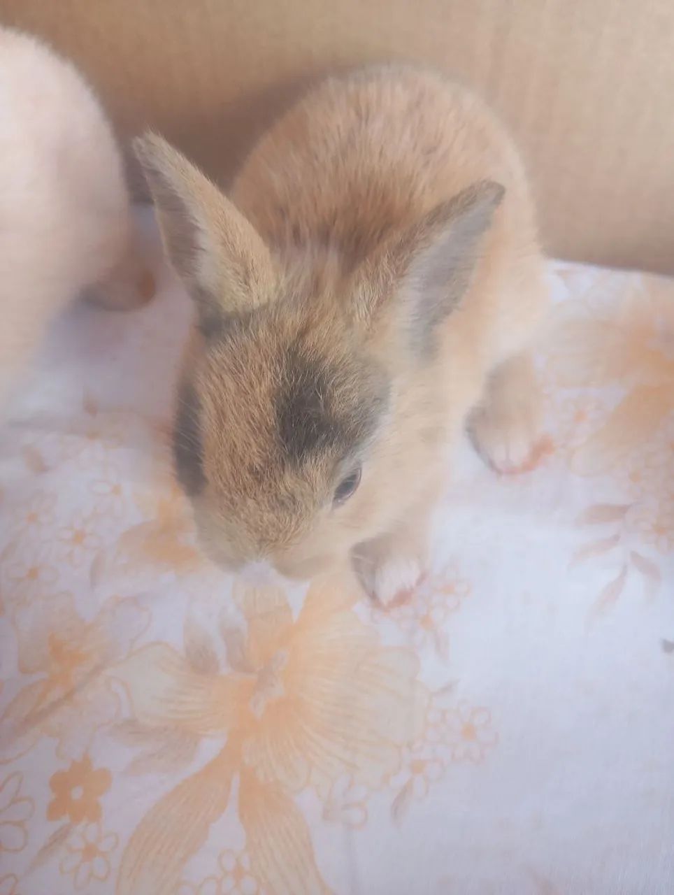 Coelhos filhotes  - Foto 4