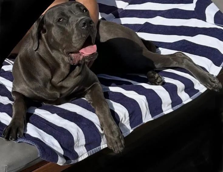Cane corso para cruzar  - Foto 5