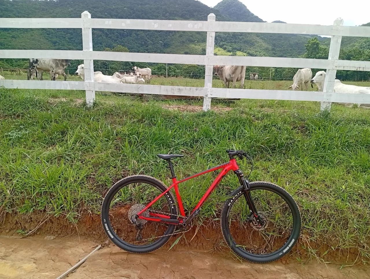 Bicicleta Scott Scale 2021 - Foto 2