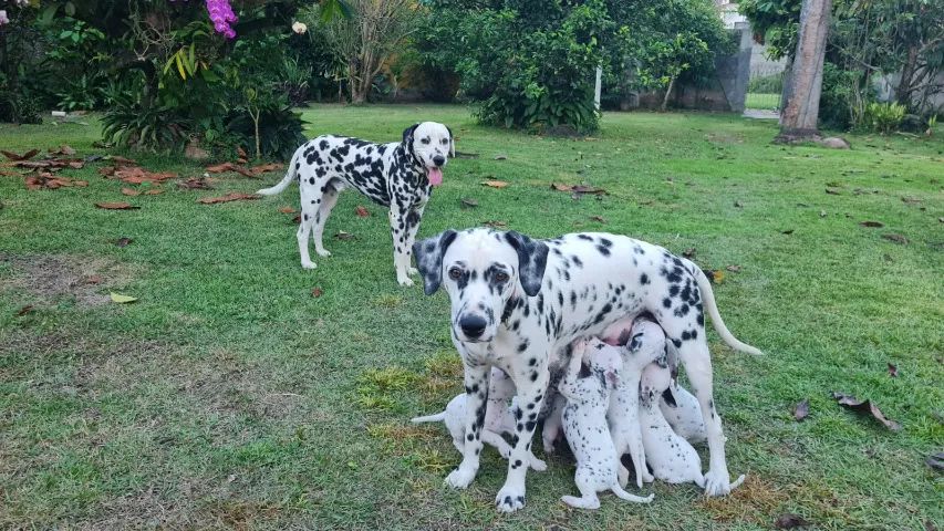 dalmata filhote - Foto 5