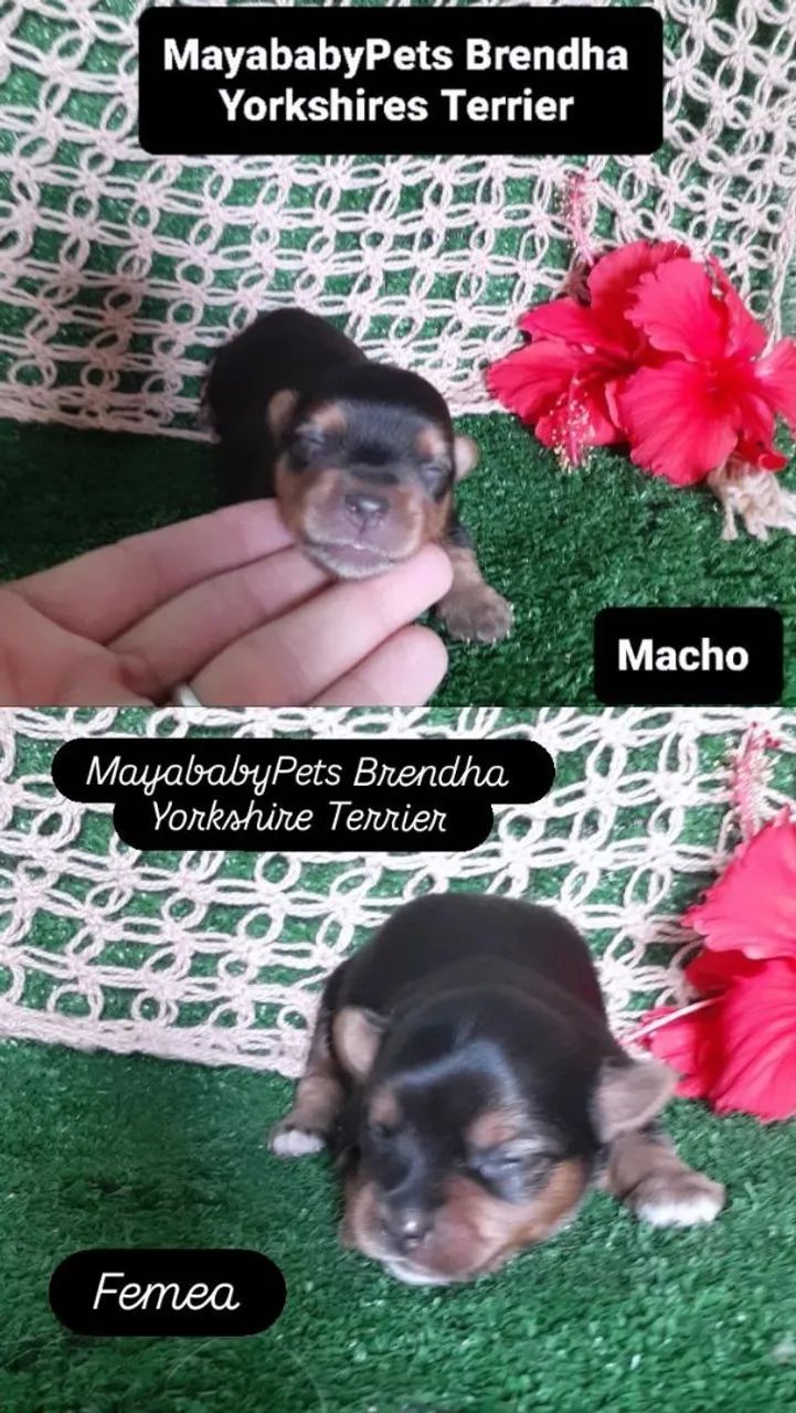 YORKSHIRE TERRIER BABYS  - Foto 2