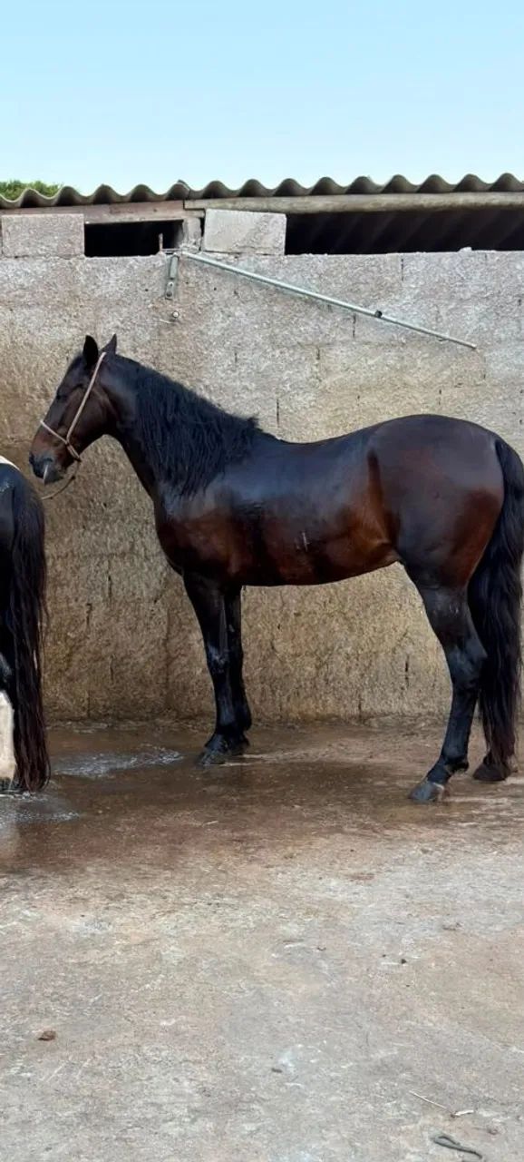 Cavalo  - Foto 2