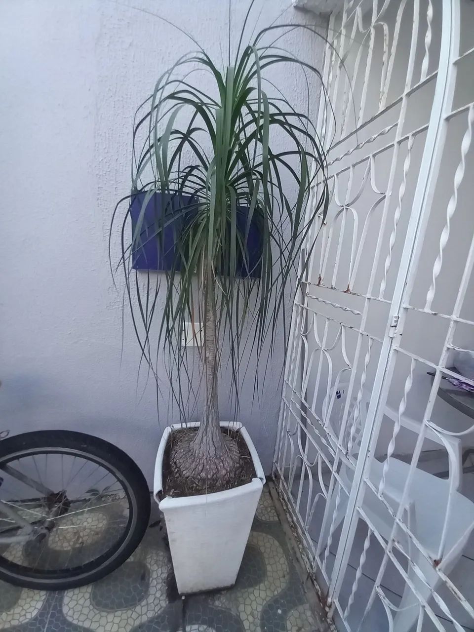 Planta  - Foto 3