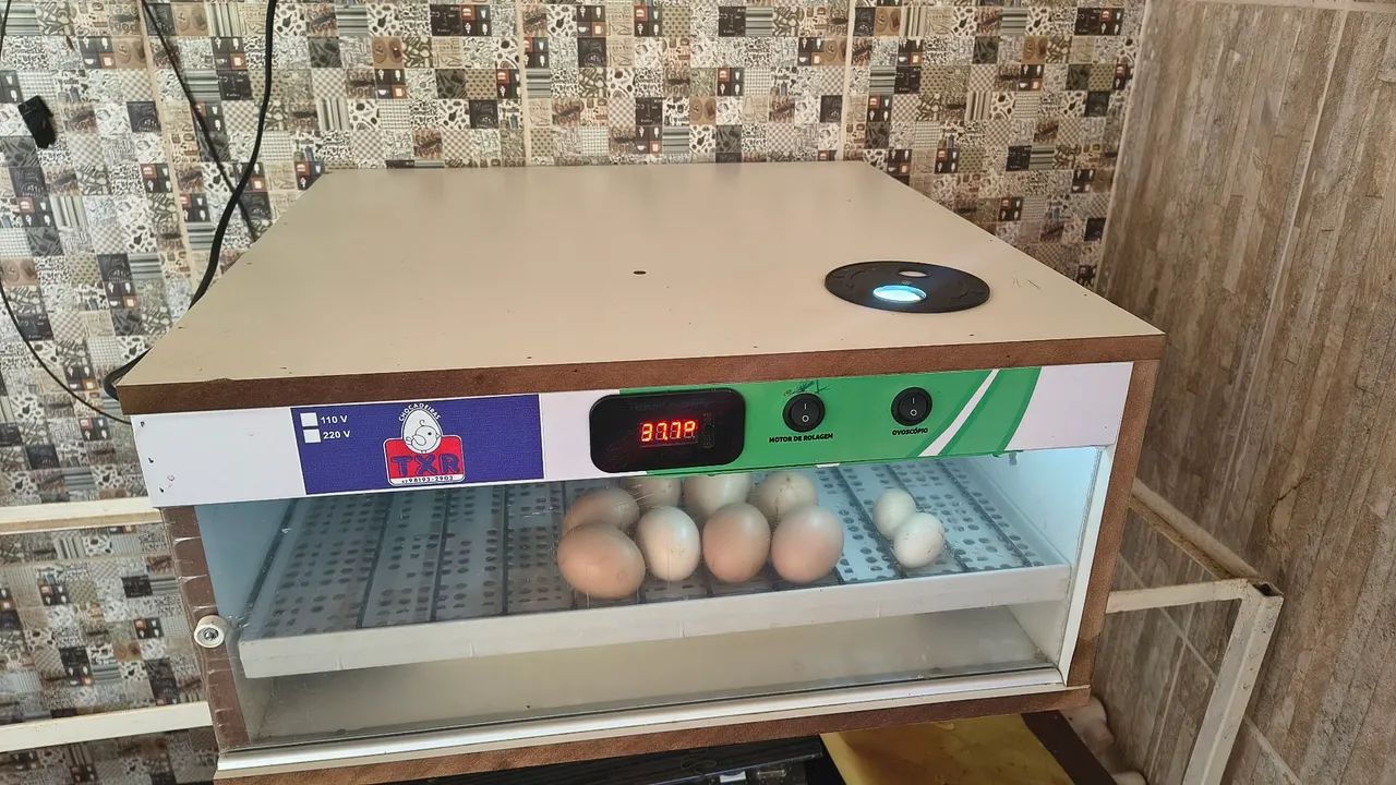 Chocadeira  - Foto 2
