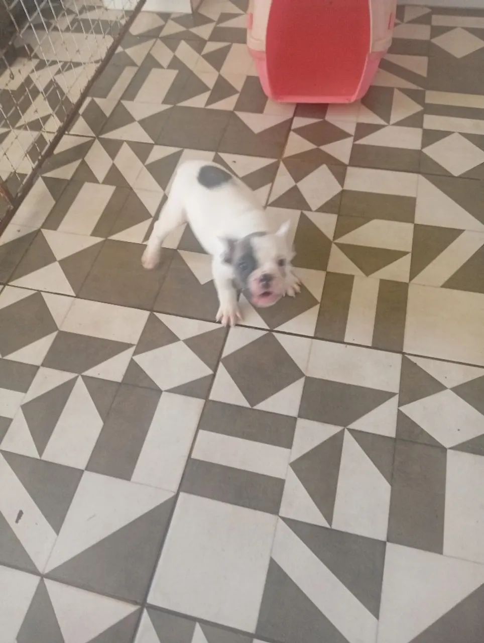 Vendo filhote de buldogue francês com 60 dias - Foto 4