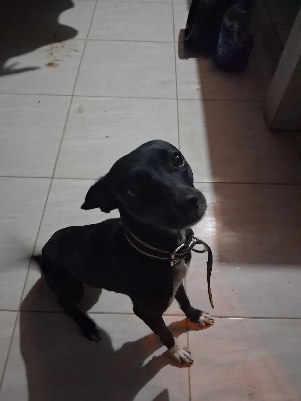 Cachorra a adoção!! - Foto 2
