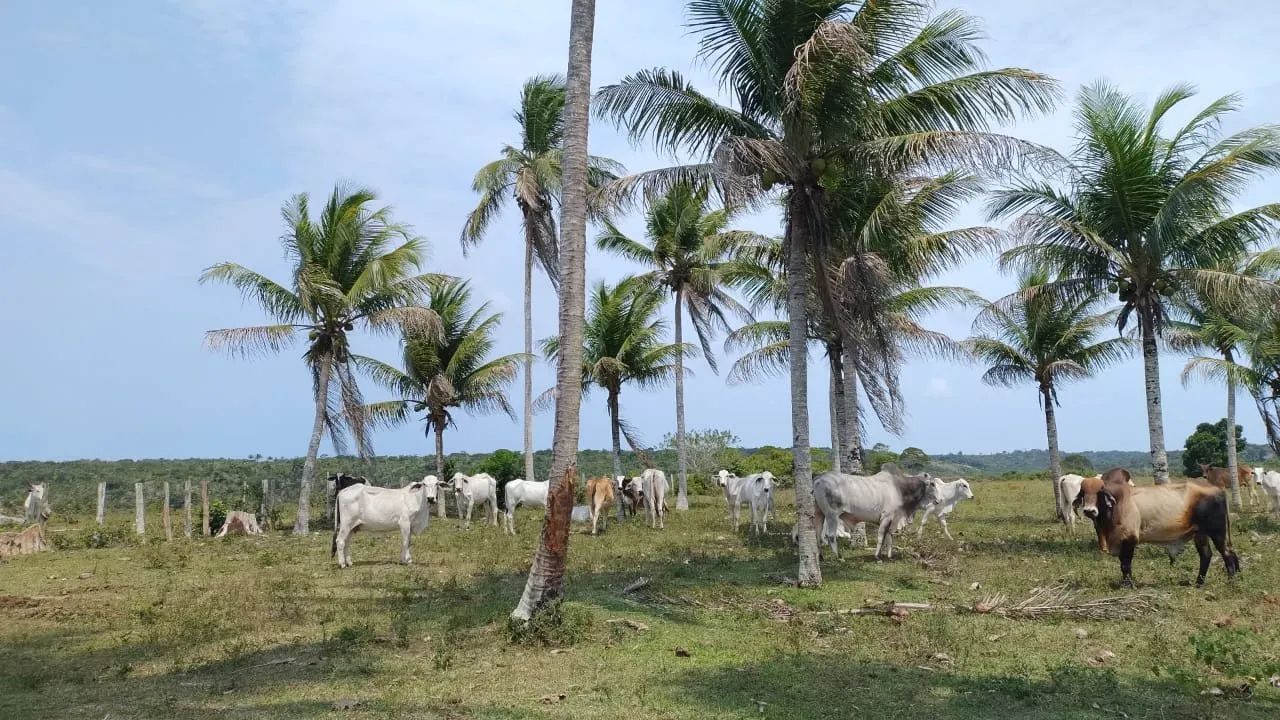 Fazenda a 7 Km da Praia e 22 km de Cabrália - Foto 4