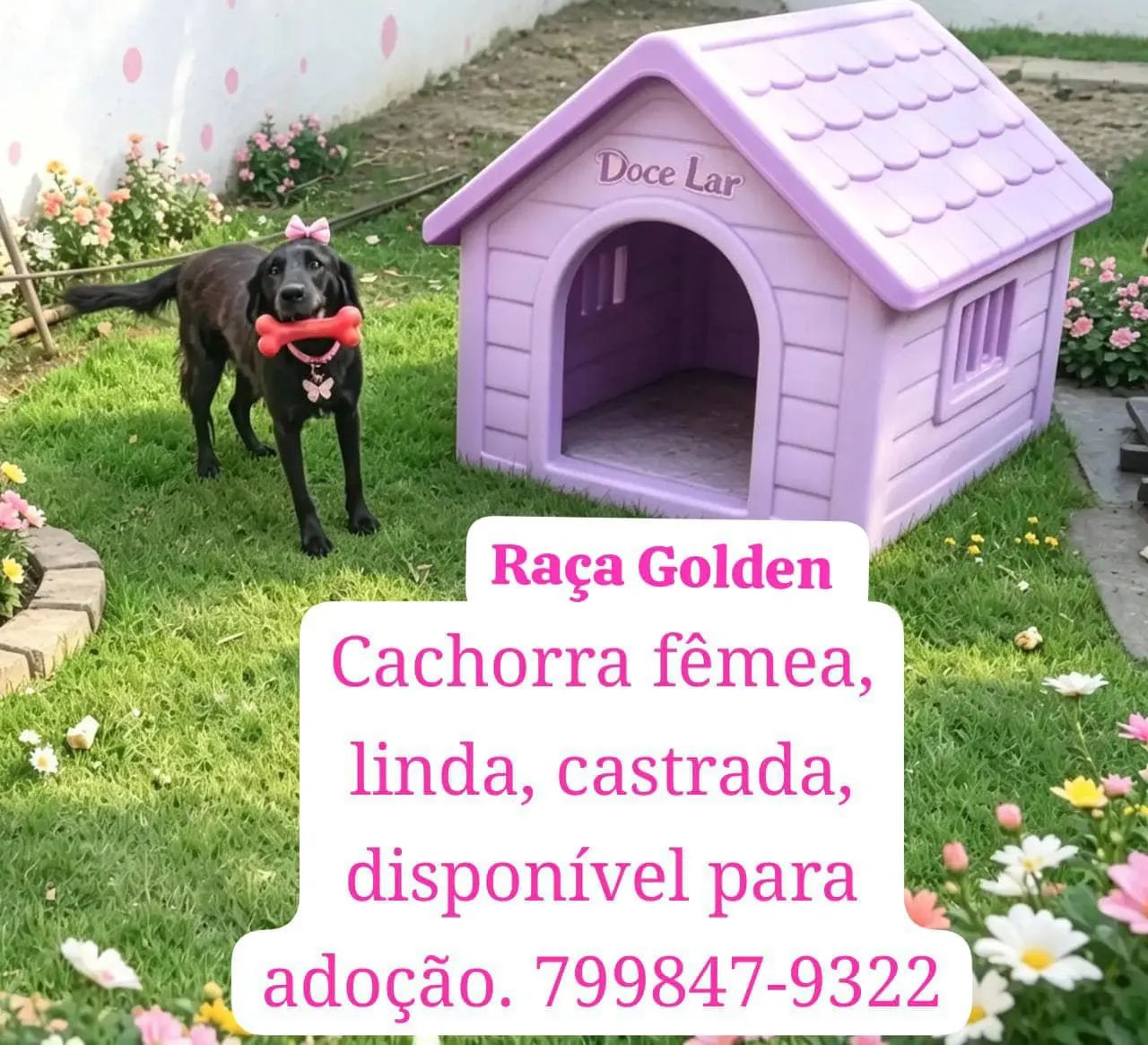 Pets para adoção!