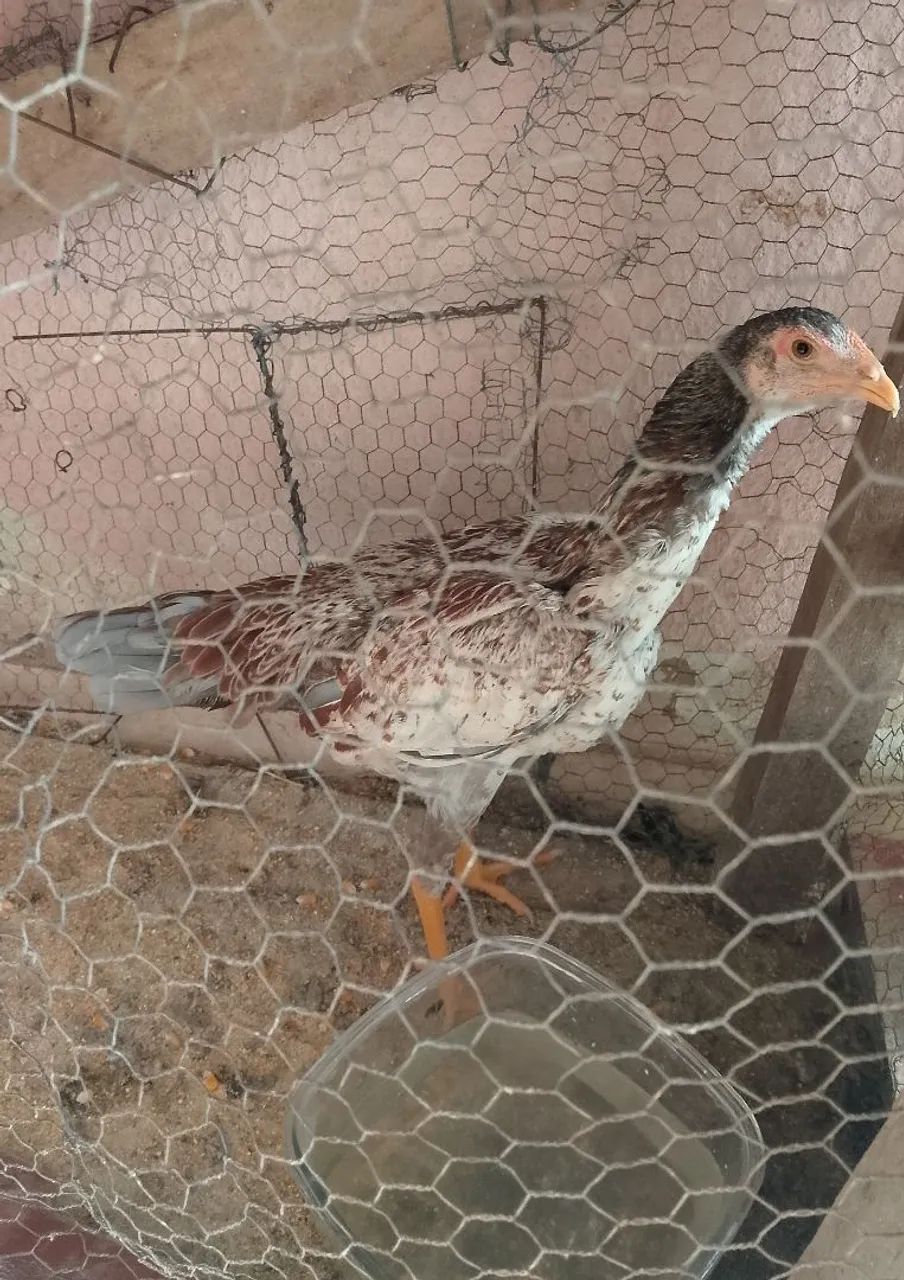 Lote de frangas  - Foto 2