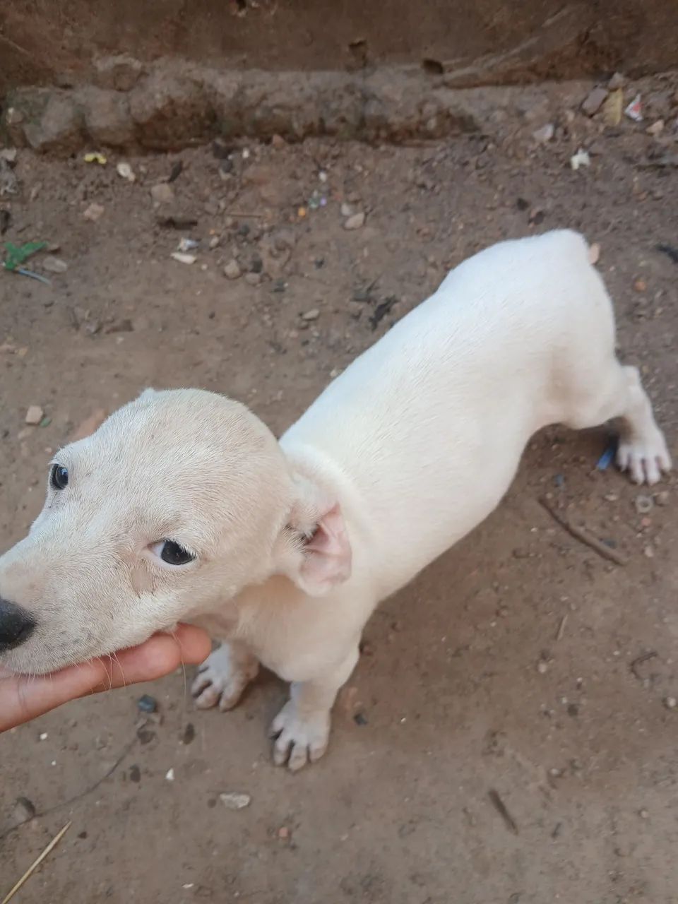 Doação  - Foto 2