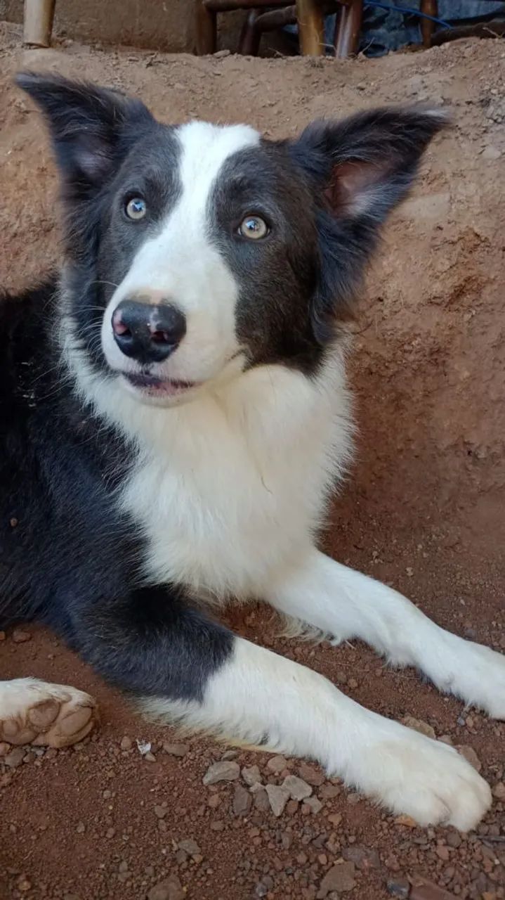 Doação de Border Collie  - Foto 3