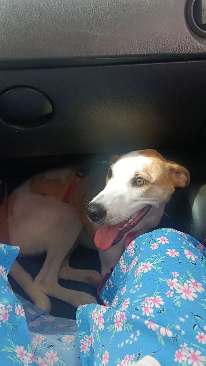 Doa se cachorra castrada 
