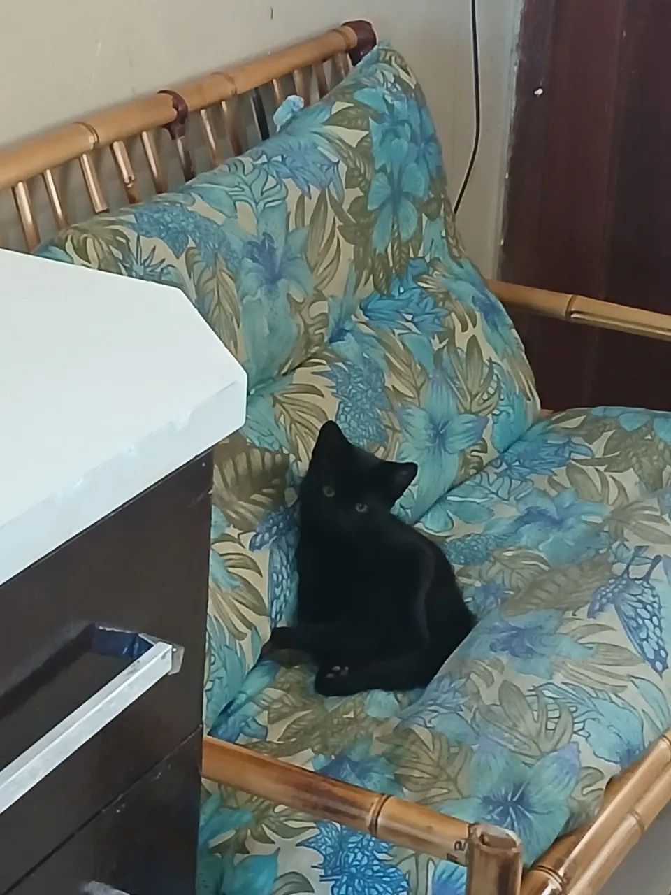 Doação  Gatos