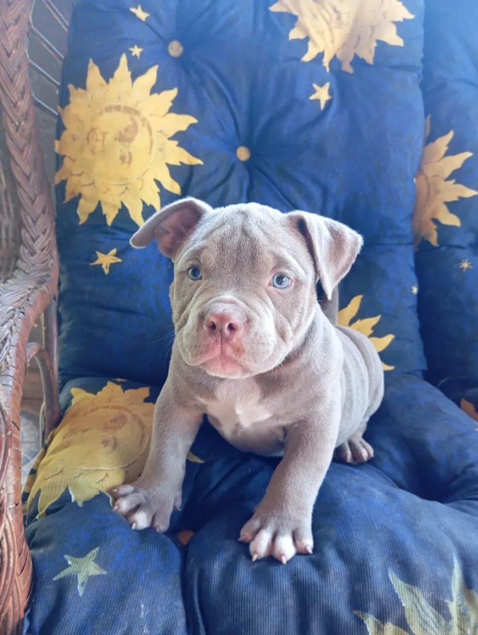 Filhote American Bully - 2 meses ?