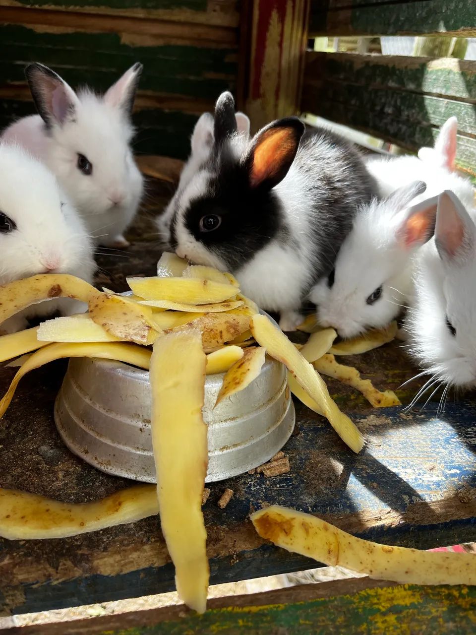 Mini filhote de coelho - Foto 4