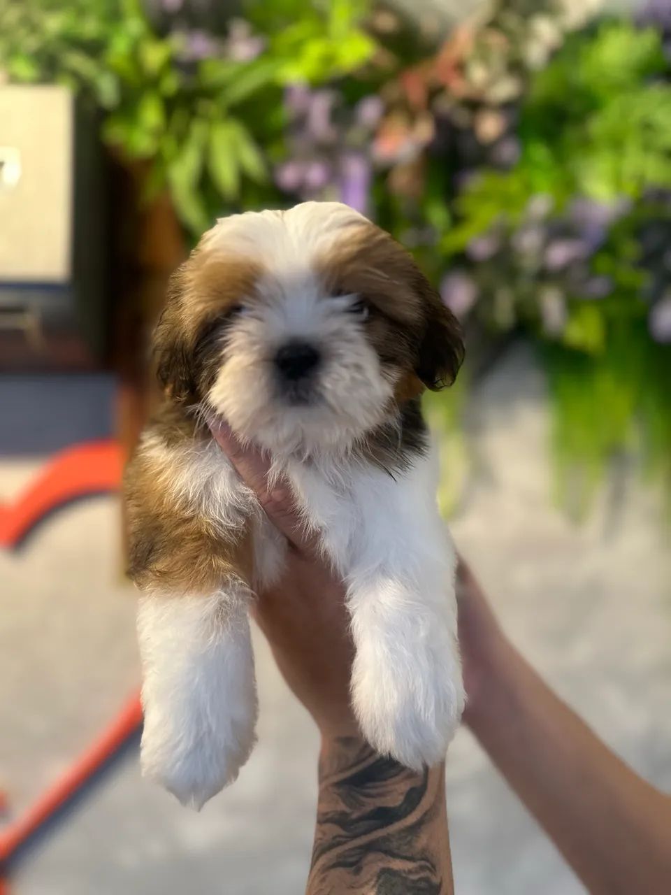 Perfeito e lindo Shitzu - Foto 4