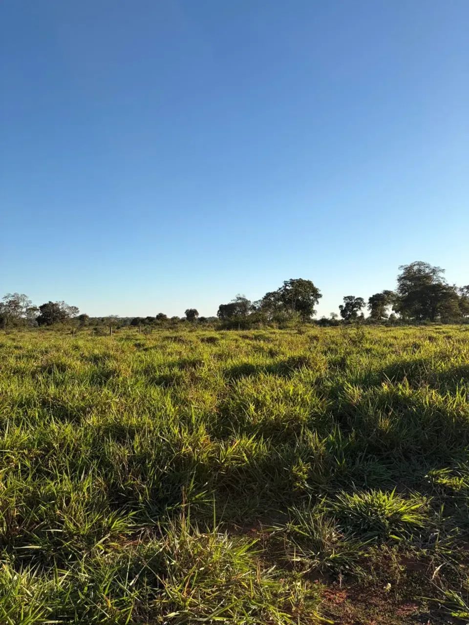 Fazenda com 115 Hectares a venda em Anastacio MS
