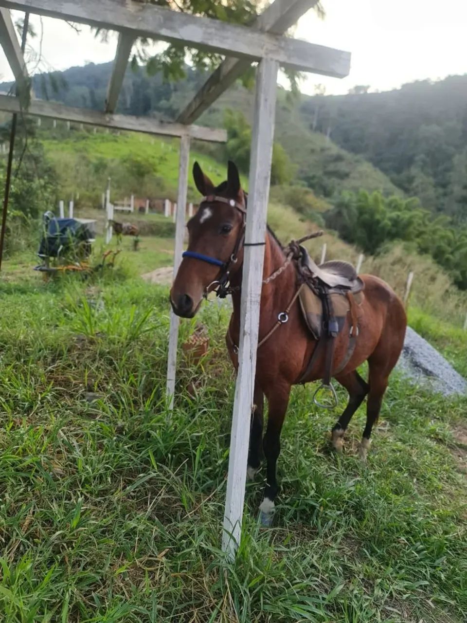 Égua a venda  - Foto 3