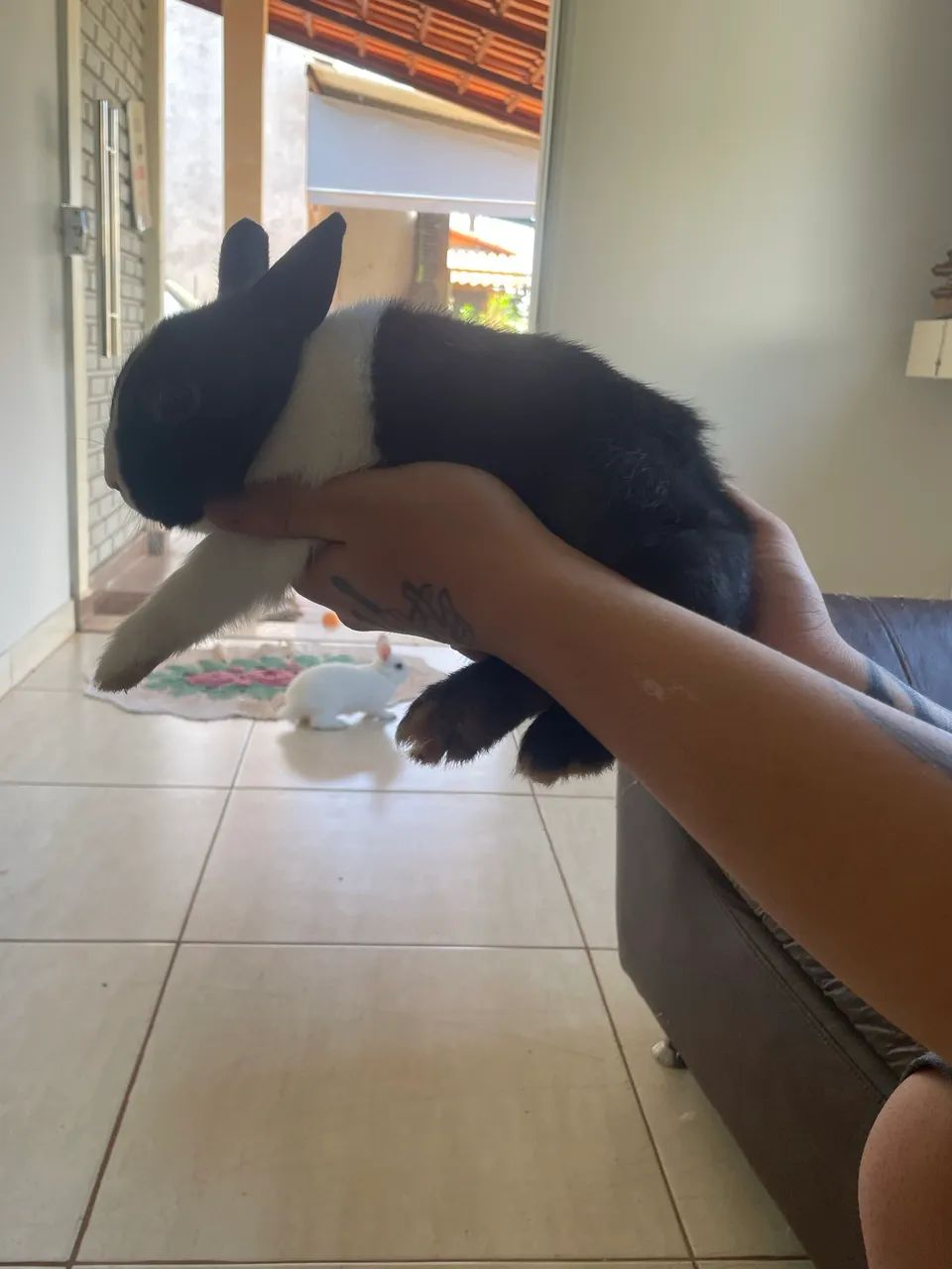Mini Coelhos