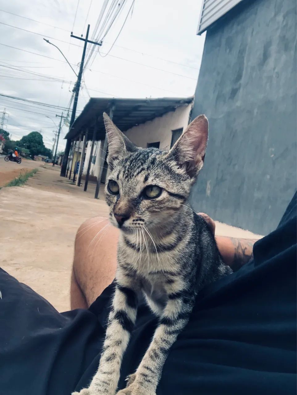 Gata fêmea  - Foto 3