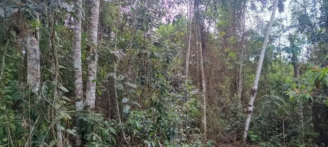 Terreno Itamari - Bahia - Foto 2