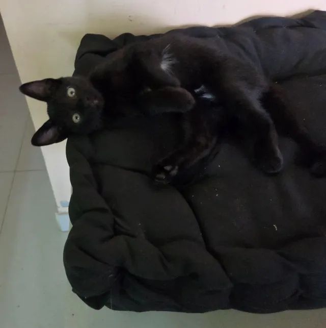 Doa-se gatinha linda, dócil e desmamada - Foto 6