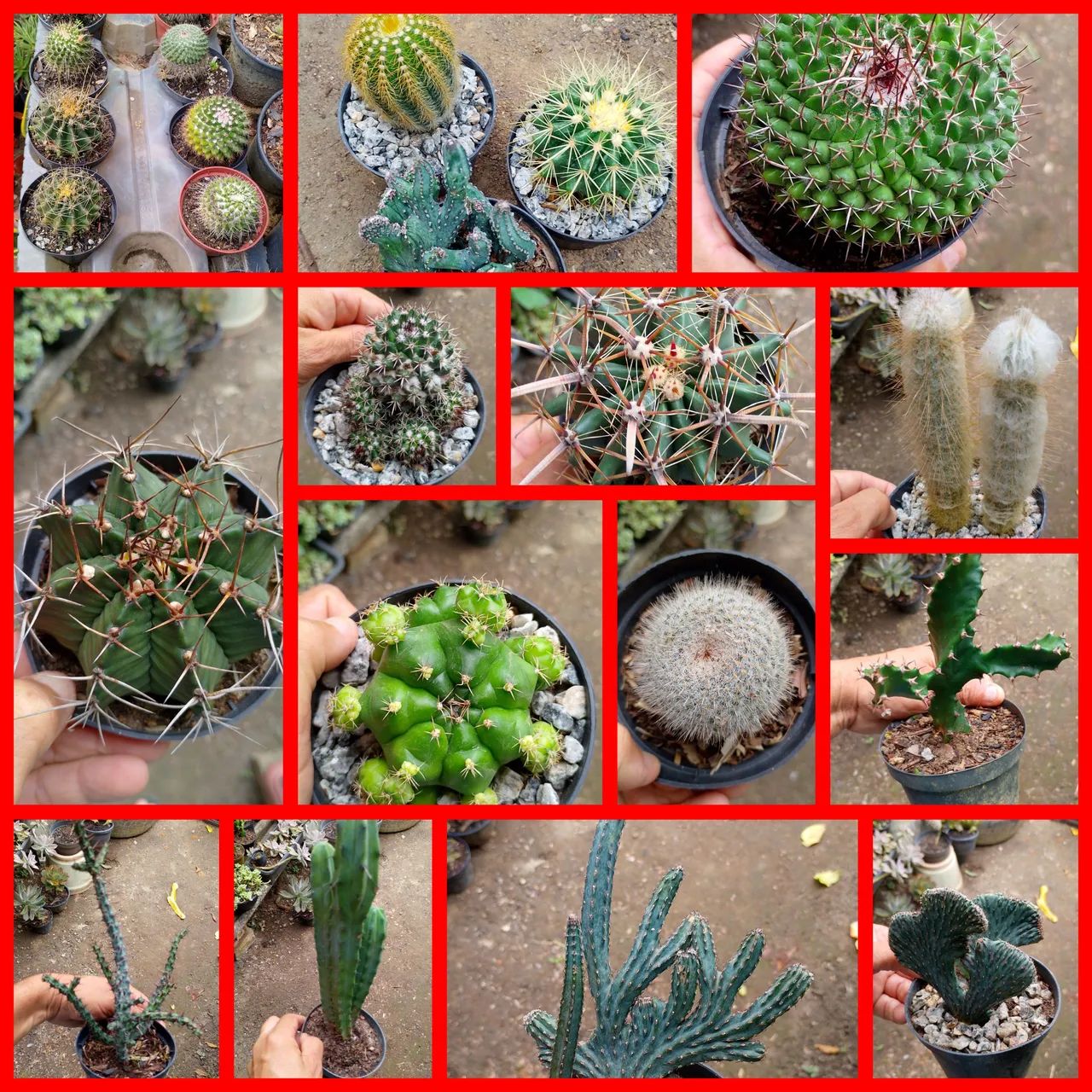 cactos  - Foto 3