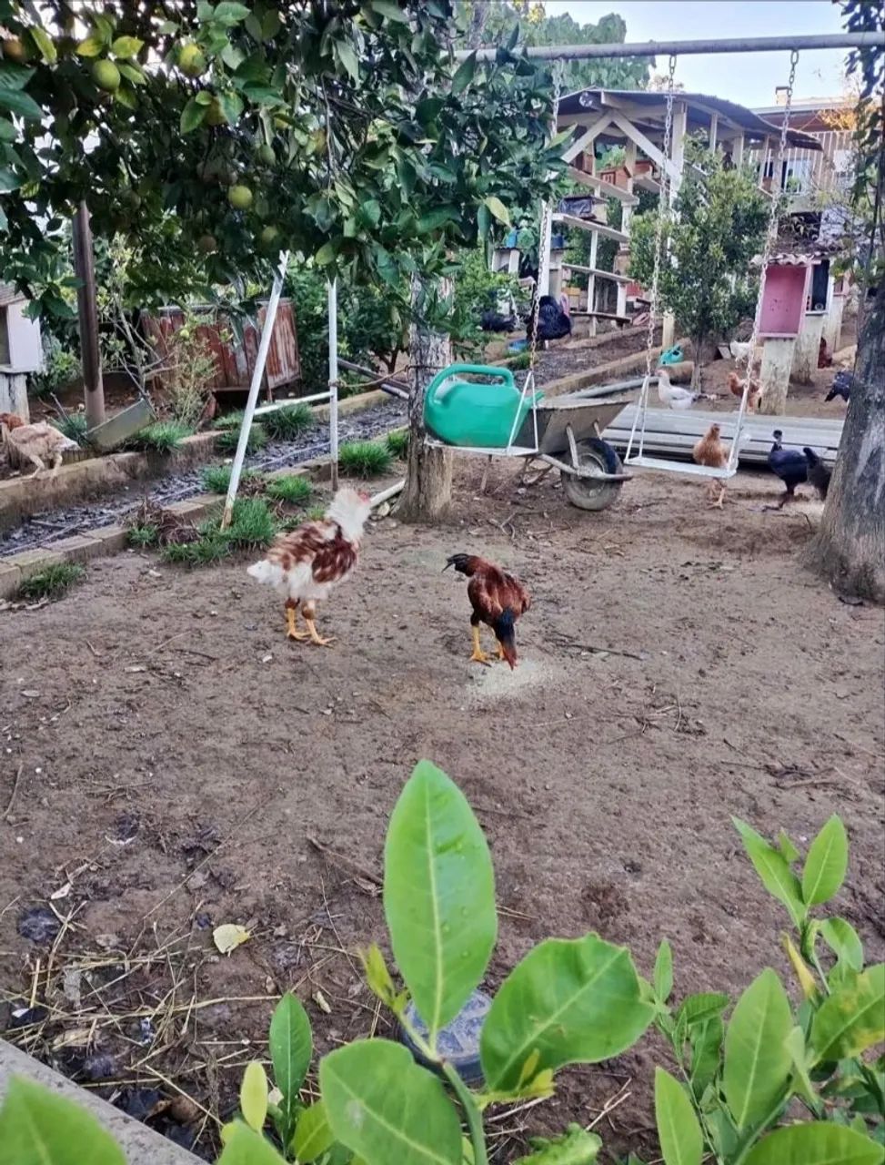 Galinhas, galo e peru a venda - Foto 3