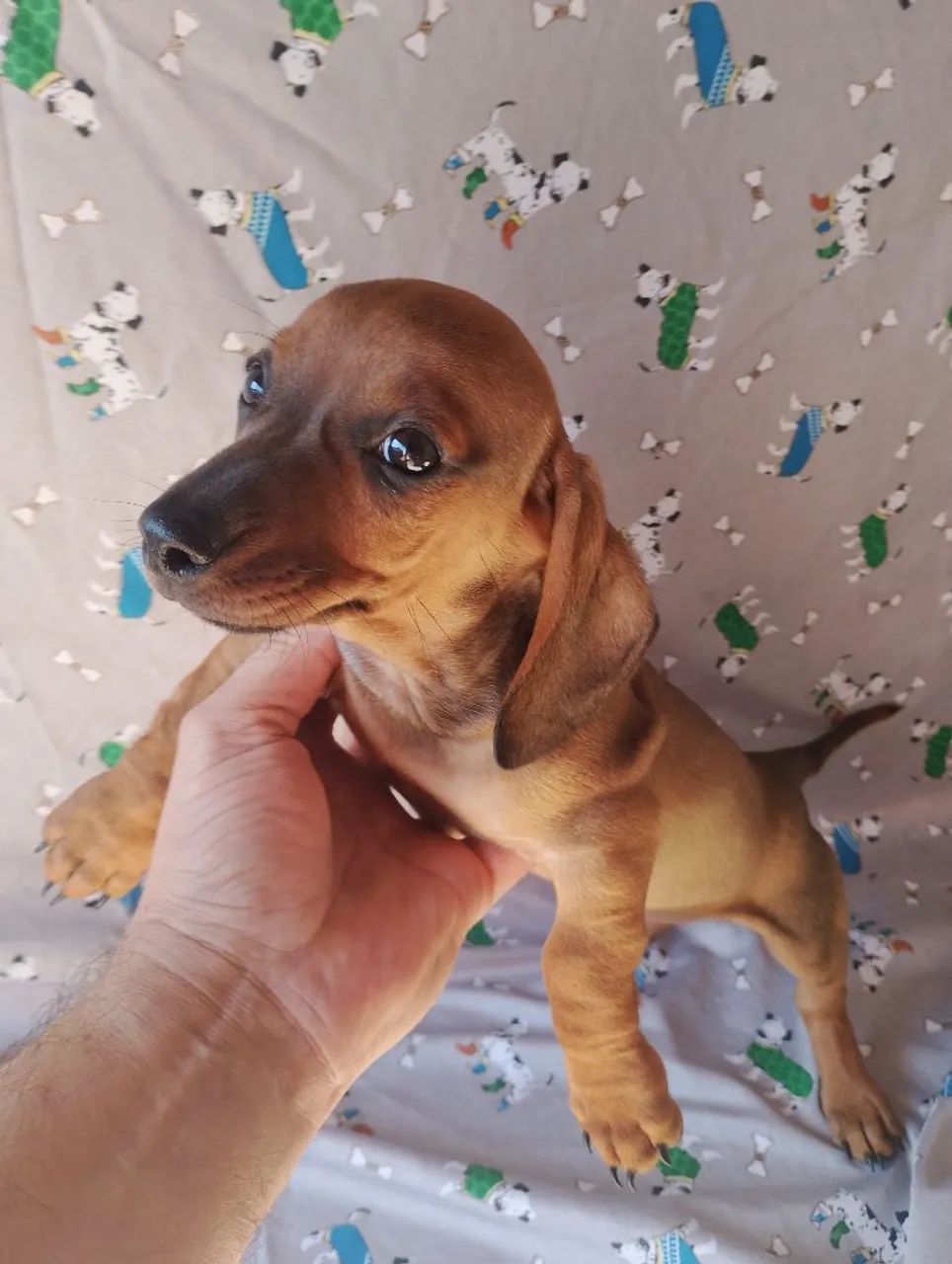 Dachshund / teckel / salsicha - Foto 3