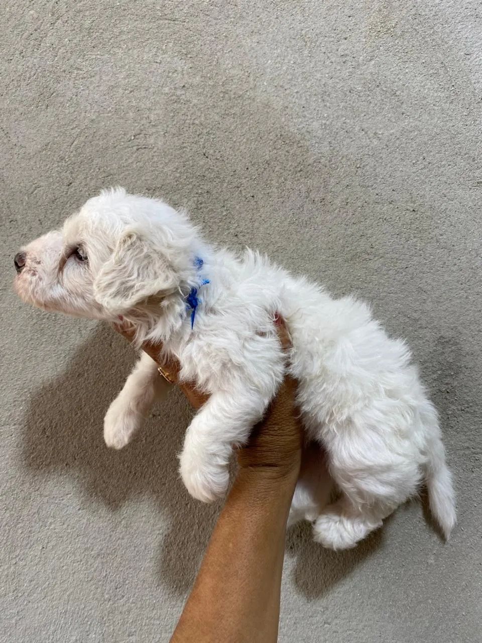 Poodle toy macho - Foto 3