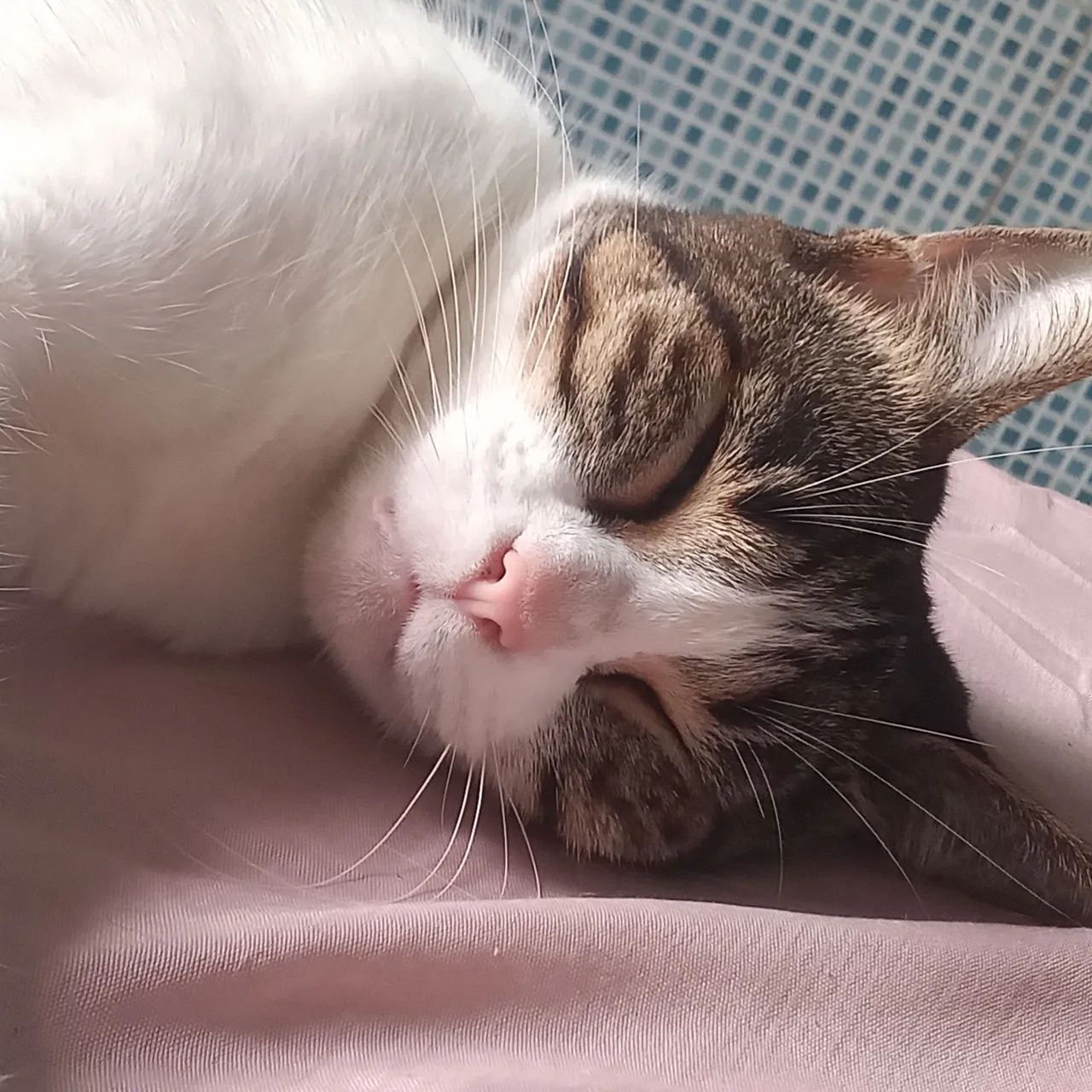 Gatinha jovem castrada 