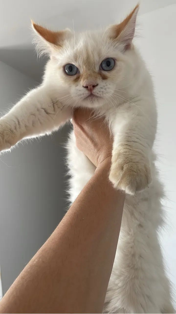 DOAÇÃO GATINHA  - Foto 2