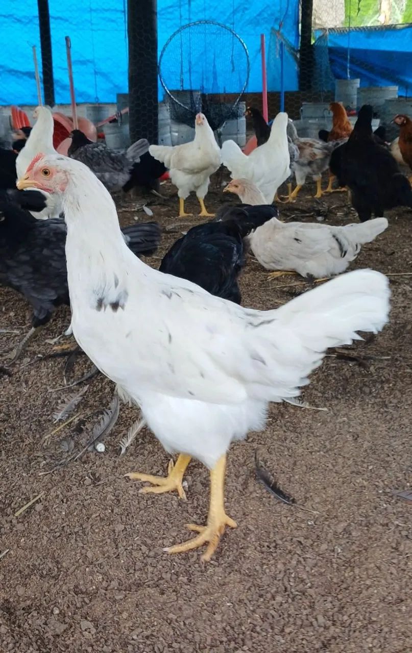 Galinha frangas poedeira  - Foto 3