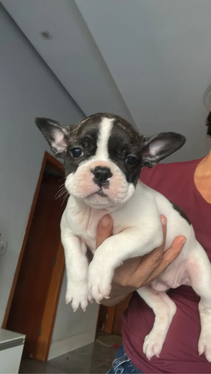 Cachorro  - Foto 2