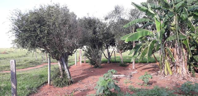 Chácara à venda de 1 alqueires e meio no município de Firminópolis - Foto 8