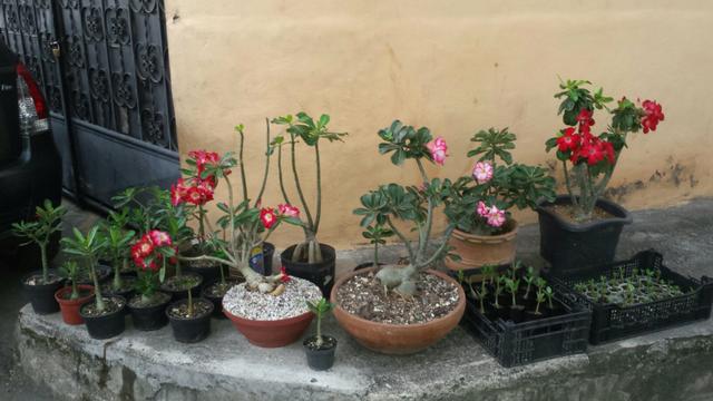 Rosa do deserto