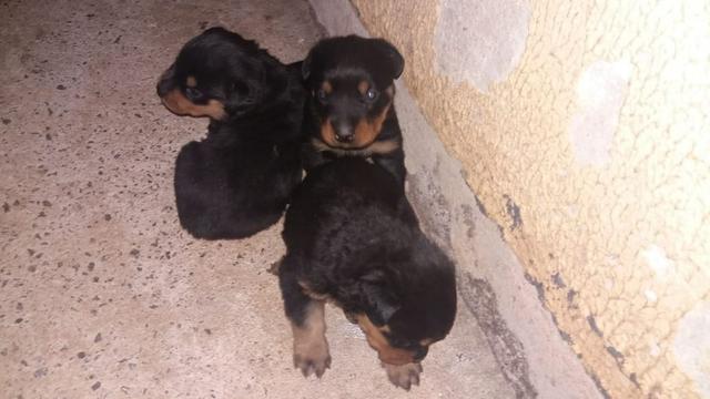 Cachorro filhote - Foto 3