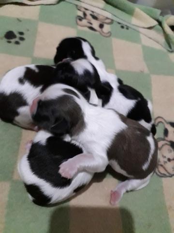 Shihtzu lindos filhotes