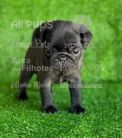 Cuidados com os Pugs Fofinhos 