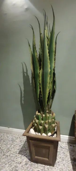 Agave com vaso - linha premium (planta permanente) - Foto 2