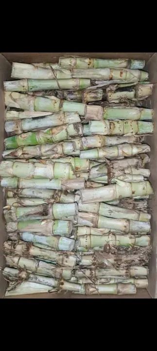 CAPIM BRS KURUMI  - Foto 5