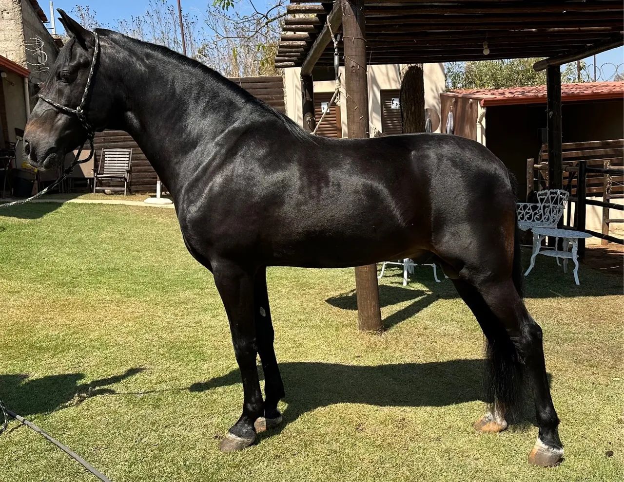 Cavalo preto manga larga - Foto 3