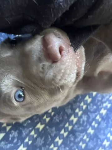 Lindos filhotes puros de weimaraner  - Foto 3