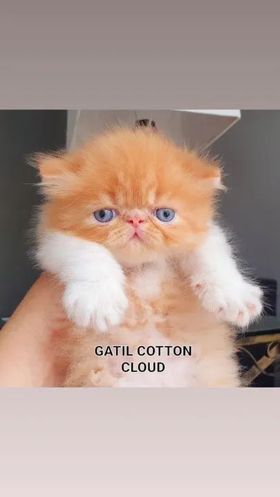 Filhote de gato persa com pedugree  - Foto 2