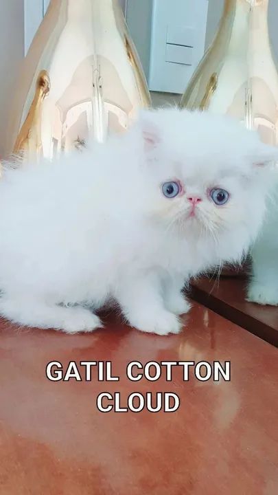 Filhote de gato persa com pedugree 
