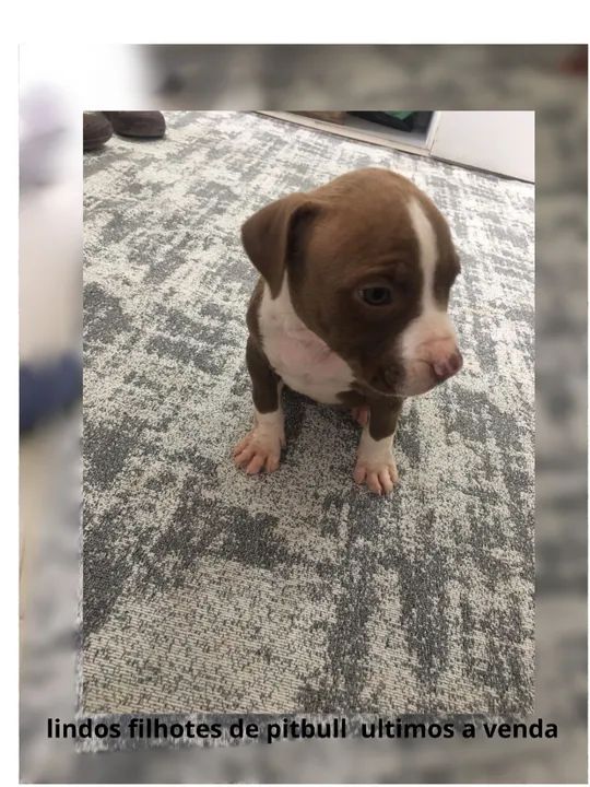 filhotes de pitbull - Foto 5