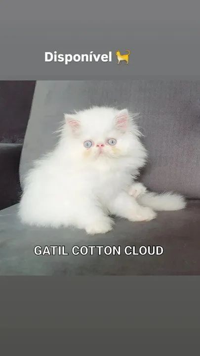 Filhote de gato persa com pedugree  - Foto 4