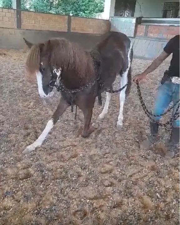 Cavalo mangalarga 4 anos adestrado 