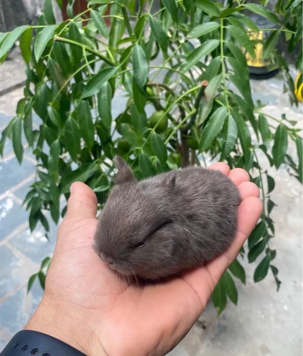 Coelhinho bebê - raça mini - Foto 3