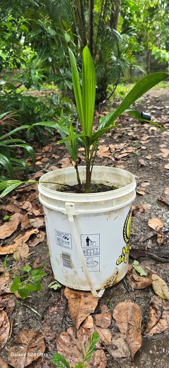 Palmeira Laca Vermelha mudas